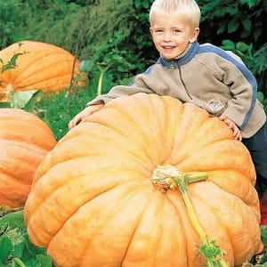 Pumpkin variety Atlant: growing record-sized fruits on our plot