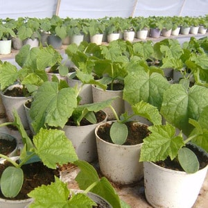 Pumpkin variety Atlant: growing record-sized fruits on our plot