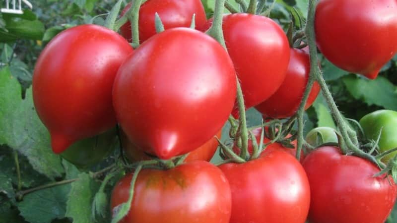 You will be attracted by its appearance and loved for its taste - the Yubileiny Tarasenko tomato