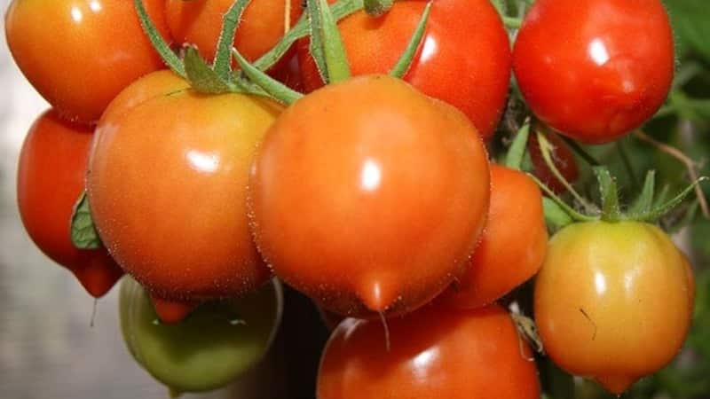 You will be attracted by its appearance and loved for its taste - the Yubileiny Tarasenko tomato