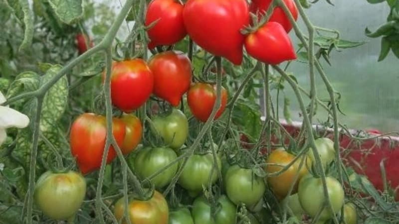 You will be attracted by its appearance and loved for its taste - the Yubileiny Tarasenko tomato
