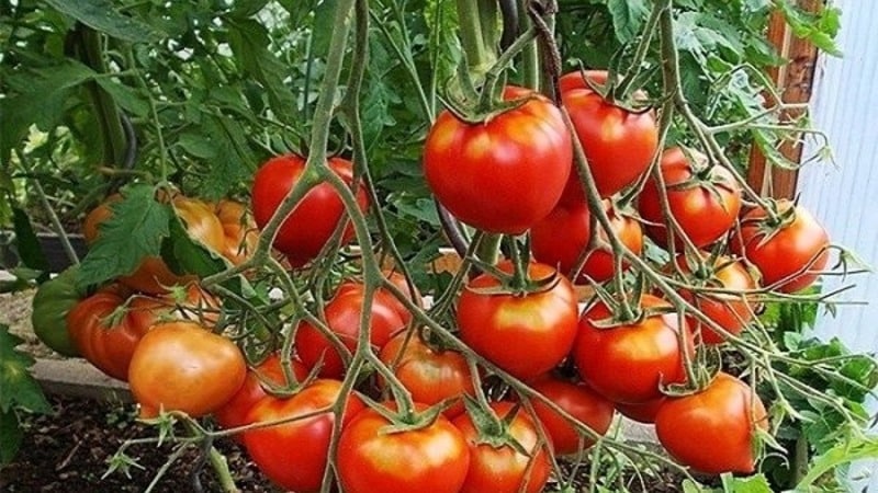 You will be attracted by its appearance and loved for its taste - the Yubileiny Tarasenko tomato