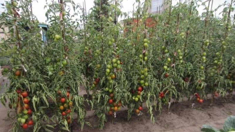 You will be attracted by its appearance and loved for its taste - the Yubileiny Tarasenko tomato