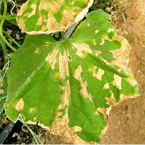 Prevention of occurrence and effective methods of treatment of peronosporosis of cucumbers