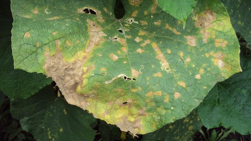 Prevention of occurrence and effective methods of treatment of peronosporosis of cucumbers