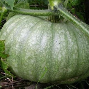 Description of pumpkin (hard-bark, pepo): composition and properties, characteristics, nuances of cultivation and use