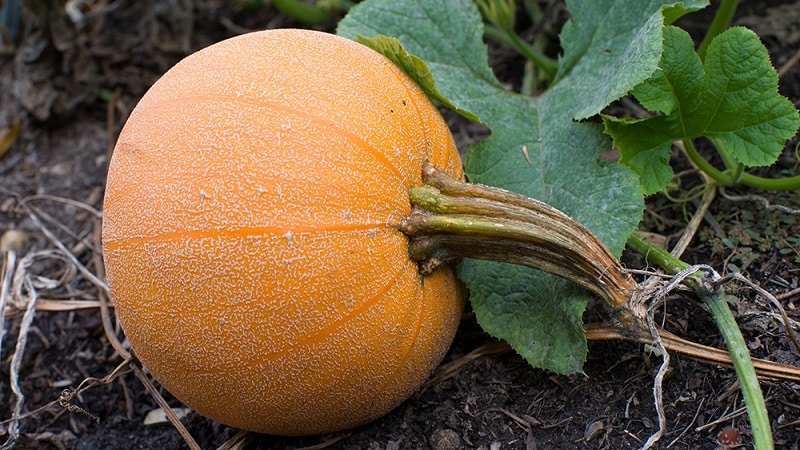 Description of pumpkin (hard-bark, pepo): composition and properties, characteristics, nuances of cultivation and use