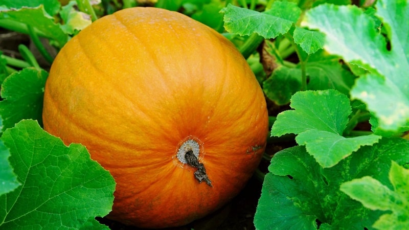 Description of pumpkin (hard-bark, pepo): composition and properties, characteristics, nuances of cultivation and use