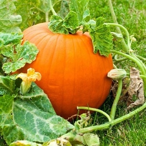 Description of pumpkin (hard-bark, pepo): composition and properties, characteristics, nuances of cultivation and use