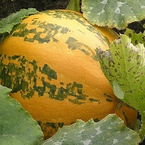Description of pumpkin (hard-bark, pepo): composition and properties, characteristics, nuances of cultivation and use