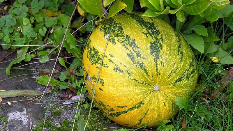 Description of pumpkin (hard-bark, pepo): composition and properties, characteristics, nuances of cultivation and use