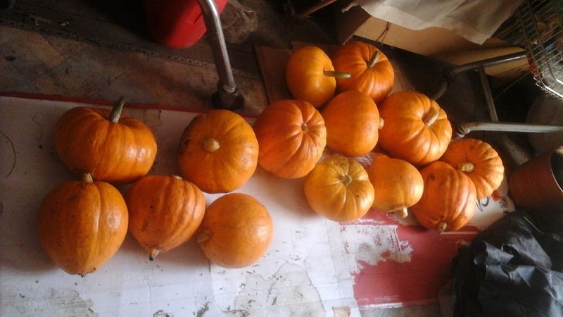 A variety with a melon aroma and high yield - Russian pumpkin and the secrets of its cultivation