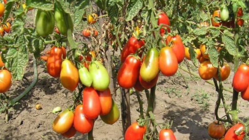 An exotic variety of tomatoes for real gourmets – Pepper tomatoes for salads and canning