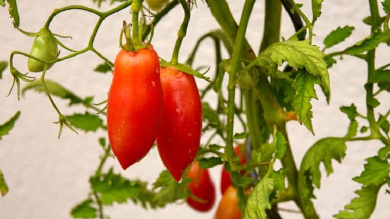 An exotic variety of tomatoes for real gourmets – Pepper tomatoes for salads and canning