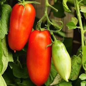 An exotic variety of tomatoes for real gourmets – Pepper tomatoes for salads and canning