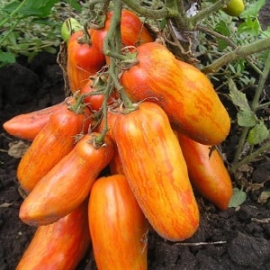 An exotic variety of tomatoes for real gourmets – Pepper tomatoes for salads and canning