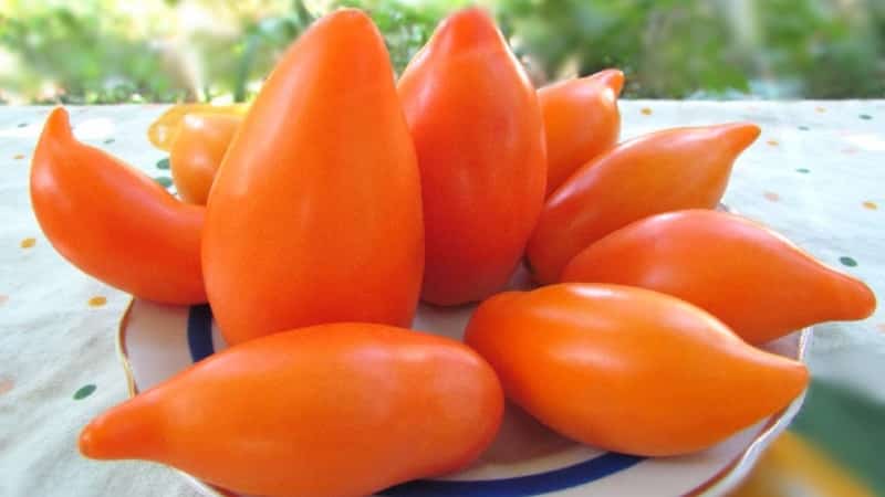 An exotic variety of tomatoes for real gourmets – Pepper tomatoes for salads and canning