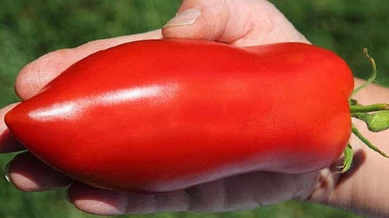 An exotic variety of tomatoes for real gourmets – Pepper tomatoes for salads and canning