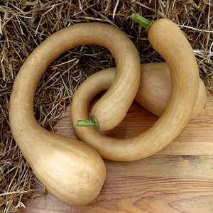 A delicious and extremely unusual variety of nutmeg pumpkin Trombone: how to grow and where to use the crop