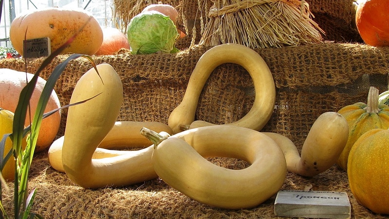 A delicious and extremely unusual variety of nutmeg pumpkin Trombone: how to grow and where to use the crop