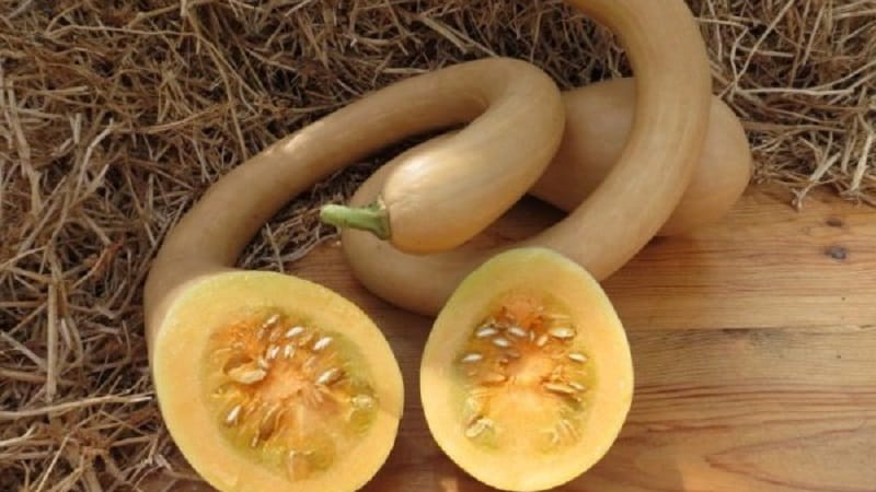 A delicious and extremely unusual variety of nutmeg pumpkin Trombone: how to grow and where to use the crop