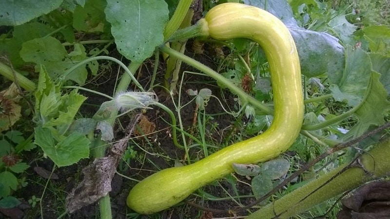 A delicious and extremely unusual variety of nutmeg pumpkin Trombone: how to grow and where to use the crop
