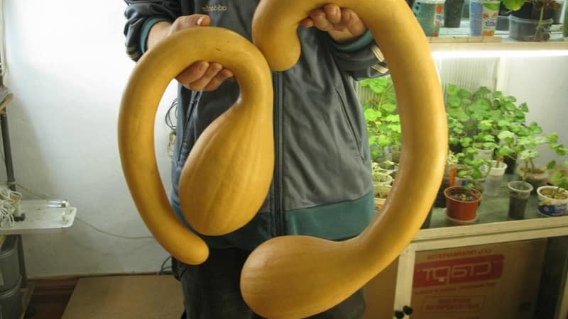 A delicious and extremely unusual variety of nutmeg pumpkin Trombone: how to grow and where to use the crop