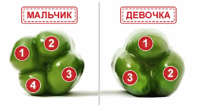 Where and how to store bell peppers for the winter: fresh, frozen, dried, dried and canned