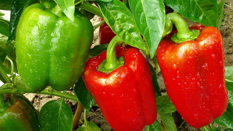 Where and how to store bell peppers for the winter: fresh, frozen, dried, dried and canned