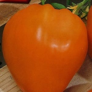 A tasty and stable variety with a high content of beta-carotene - the Fairy's Gift tomato: reviews and photos of the harvest