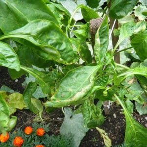 Why pepper leaves curl and what to do about it