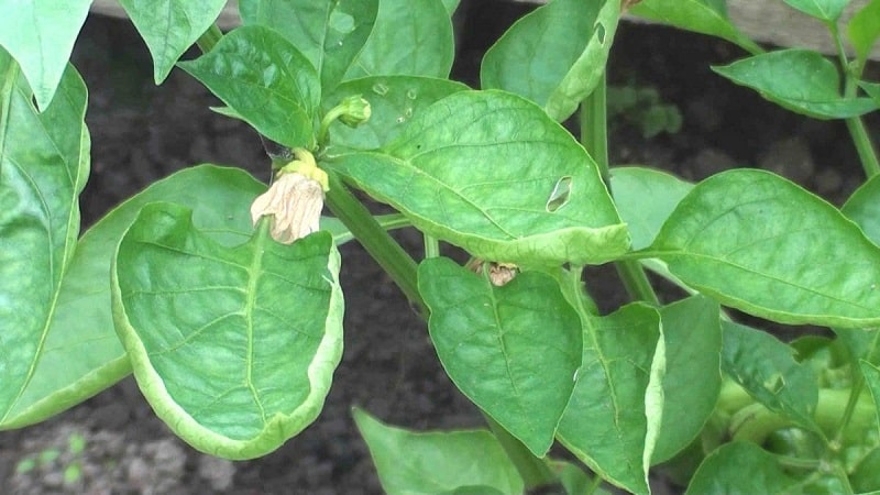 Why pepper leaves curl and what to do about it