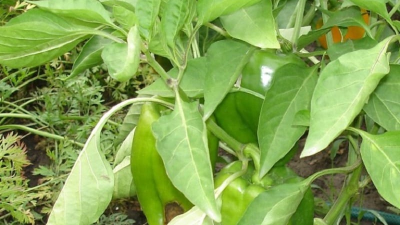 Why pepper leaves curl and what to do about it