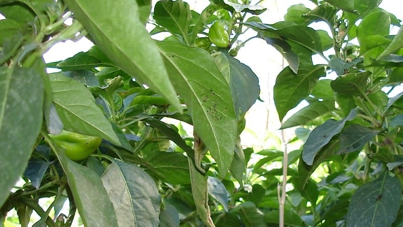 Why pepper leaves curl and what to do about it