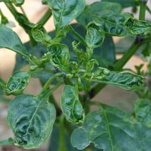 Why pepper leaves curl and what to do about it