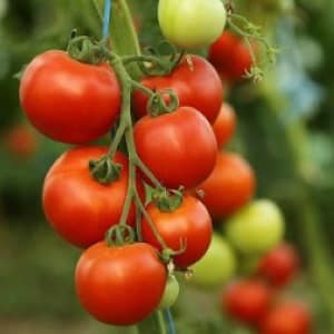 Features of growing the tomato hybrid Tornado