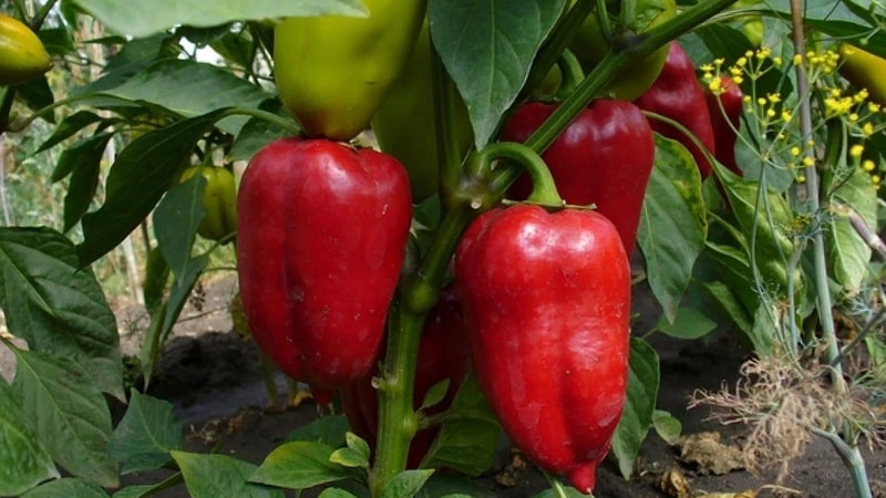 Polet pepper, perfect in appearance and amazing in taste: a detailed overview of the variety and rules for growing it