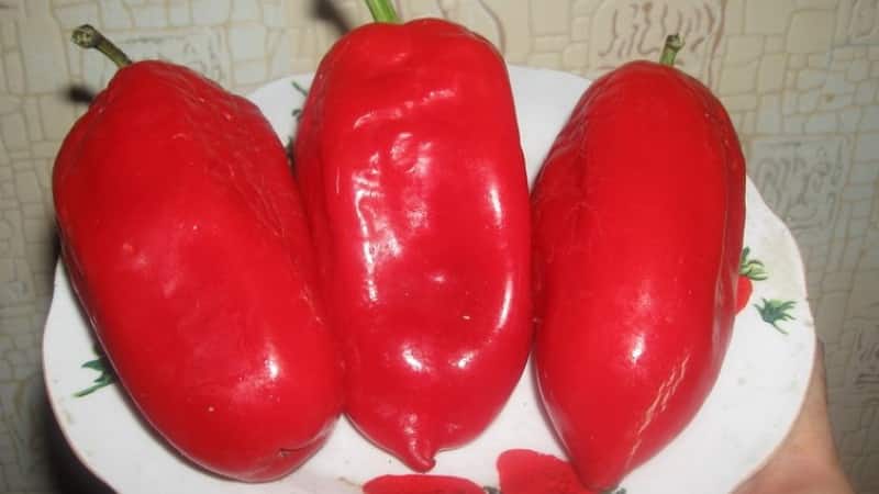 Polet pepper, perfect in appearance and amazing in taste: a detailed overview of the variety and rules for growing it
