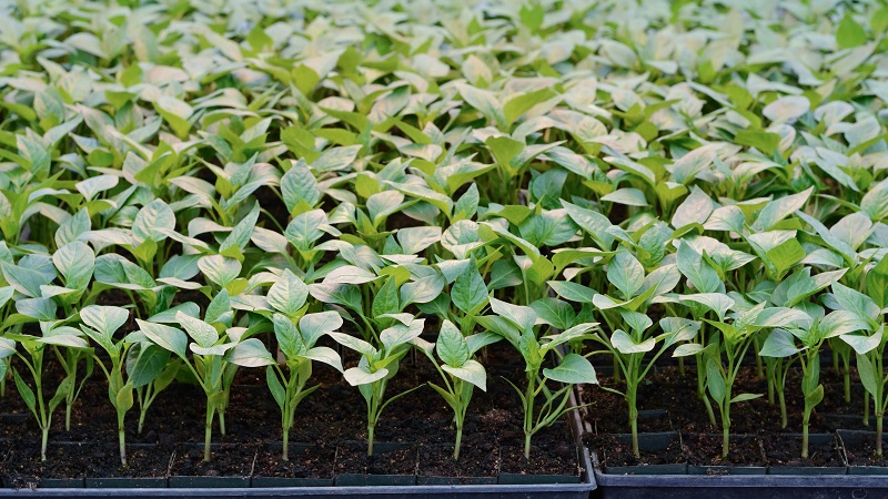 Polet pepper, perfect in appearance and amazing in taste: a detailed overview of the variety and rules for growing it