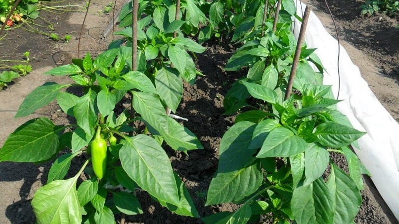 Polet pepper, perfect in appearance and amazing in taste: a detailed overview of the variety and rules for growing it