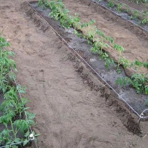 Tomato hybrid Ivan da Marya: difficult to care for, but surprising with its taste