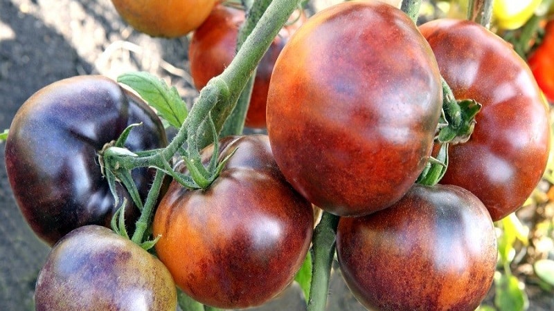Tomato hybrid Ivan da Marya: difficult to care for, but surprising with its taste