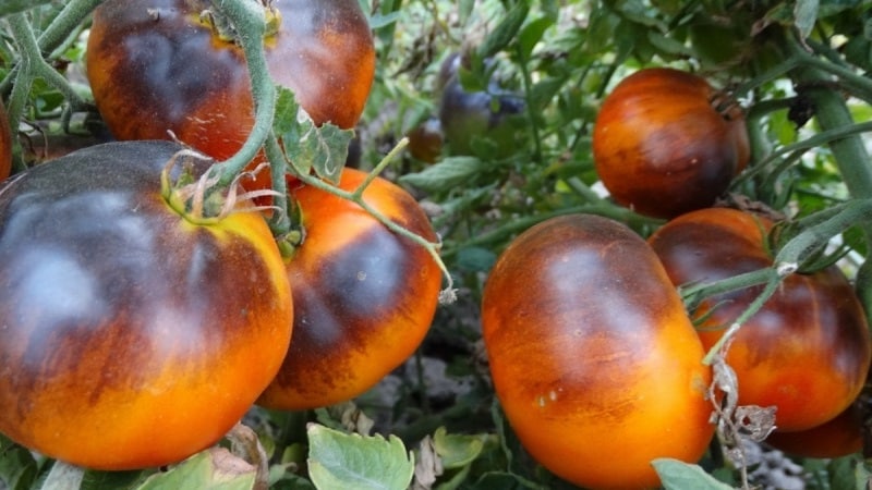 Tomato hybrid Ivan da Marya: difficult to care for, but surprising with its taste