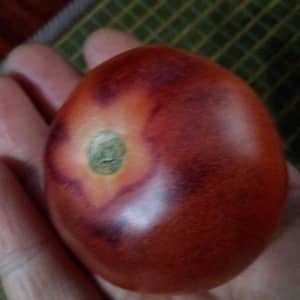 Tomato hybrid Ivan da Marya: difficult to care for, but surprising with its taste