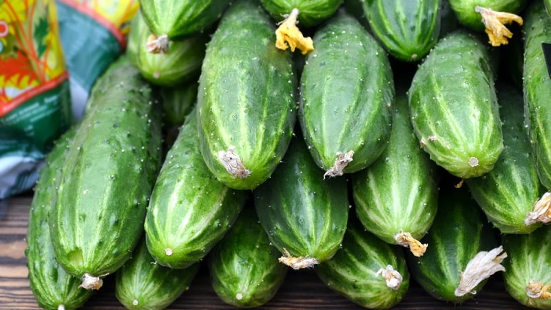 How to store fresh cucumbers in the refrigerator for as long as possible: the best methods and useful tips