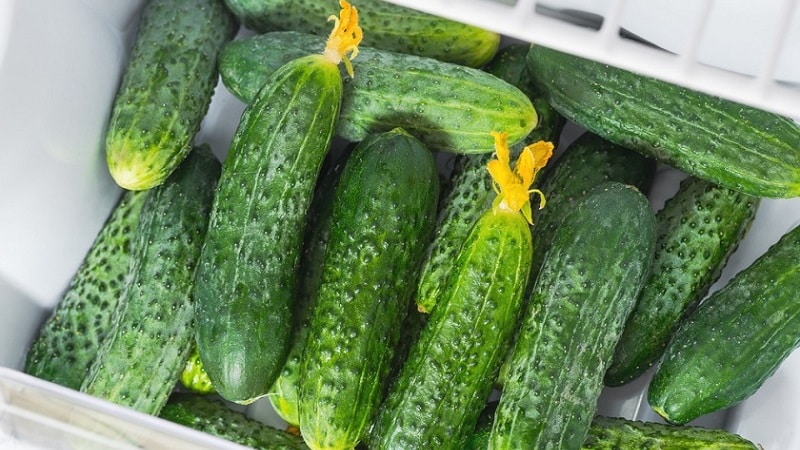 How to store fresh cucumbers in the refrigerator for as long as possible: the best methods and useful tips
