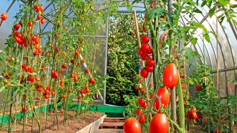 How to grow a Cio-Cio-san tomato in open ground or a greenhouse: step-by-step guide and advice from experienced summer residents