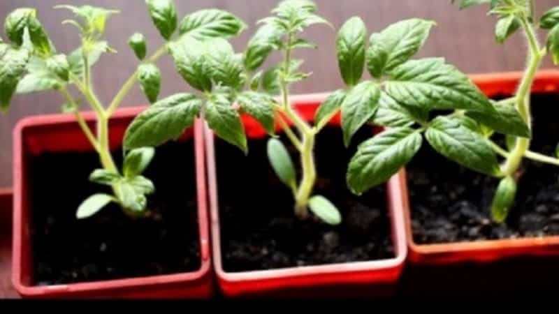 How to grow a Cio-Cio-san tomato in open ground or a greenhouse: step-by-step guide and advice from experienced summer residents