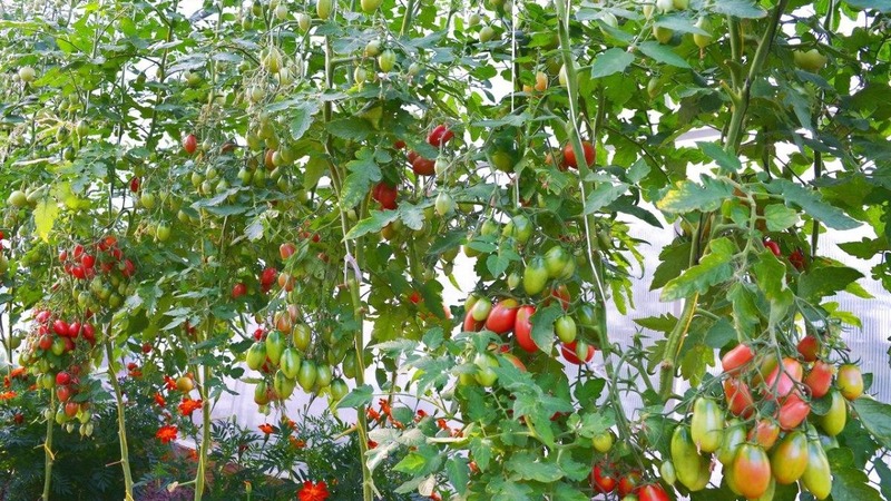 How to grow a Cio-Cio-san tomato in open ground or a greenhouse: step-by-step guide and advice from experienced summer residents