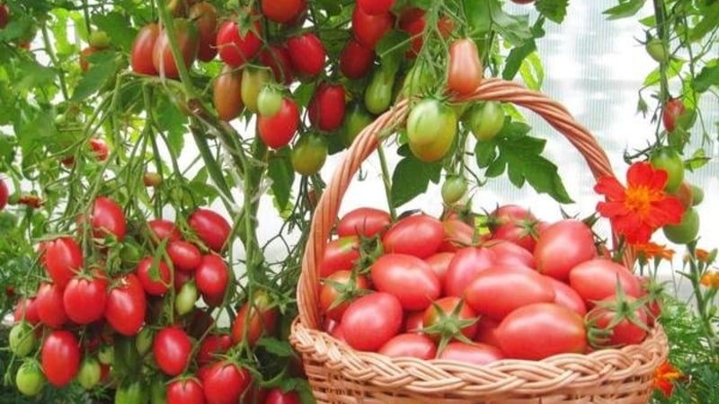 How to grow a Cio-Cio-san tomato in open ground or a greenhouse: step-by-step guide and advice from experienced summer residents
